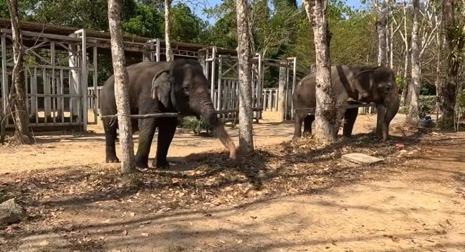 Phuket Elephant Sanctuary